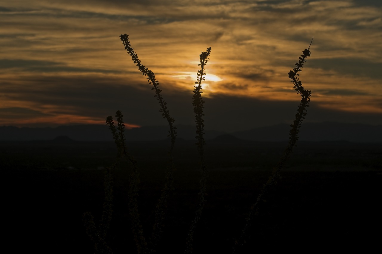 ocotillo at sunset  sunset  ocotillo free photo