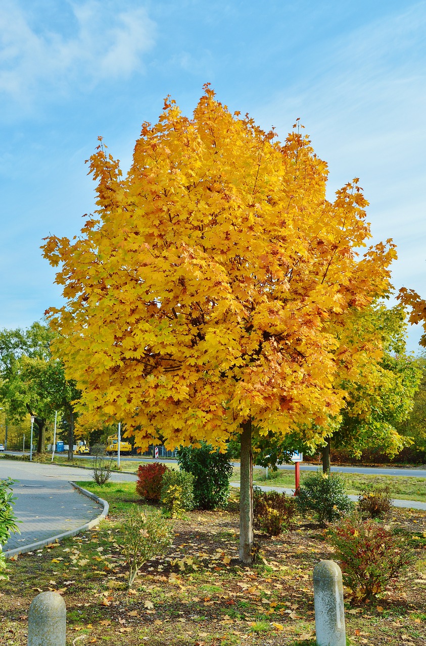 october autumn colours tree free photo