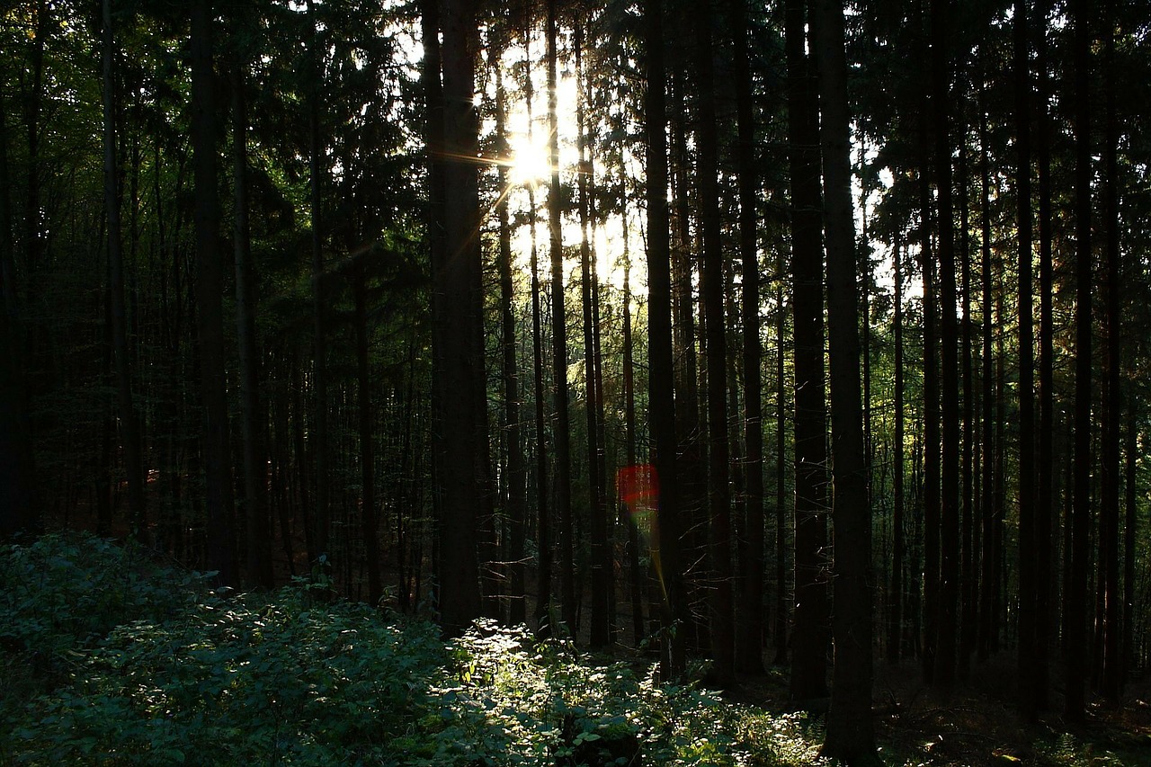 october autumn forest free photo