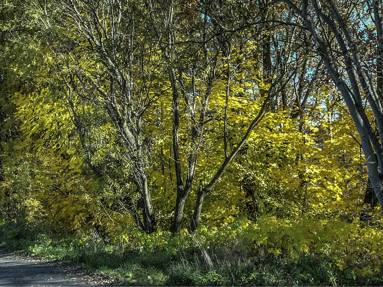 october landscape trees free photo