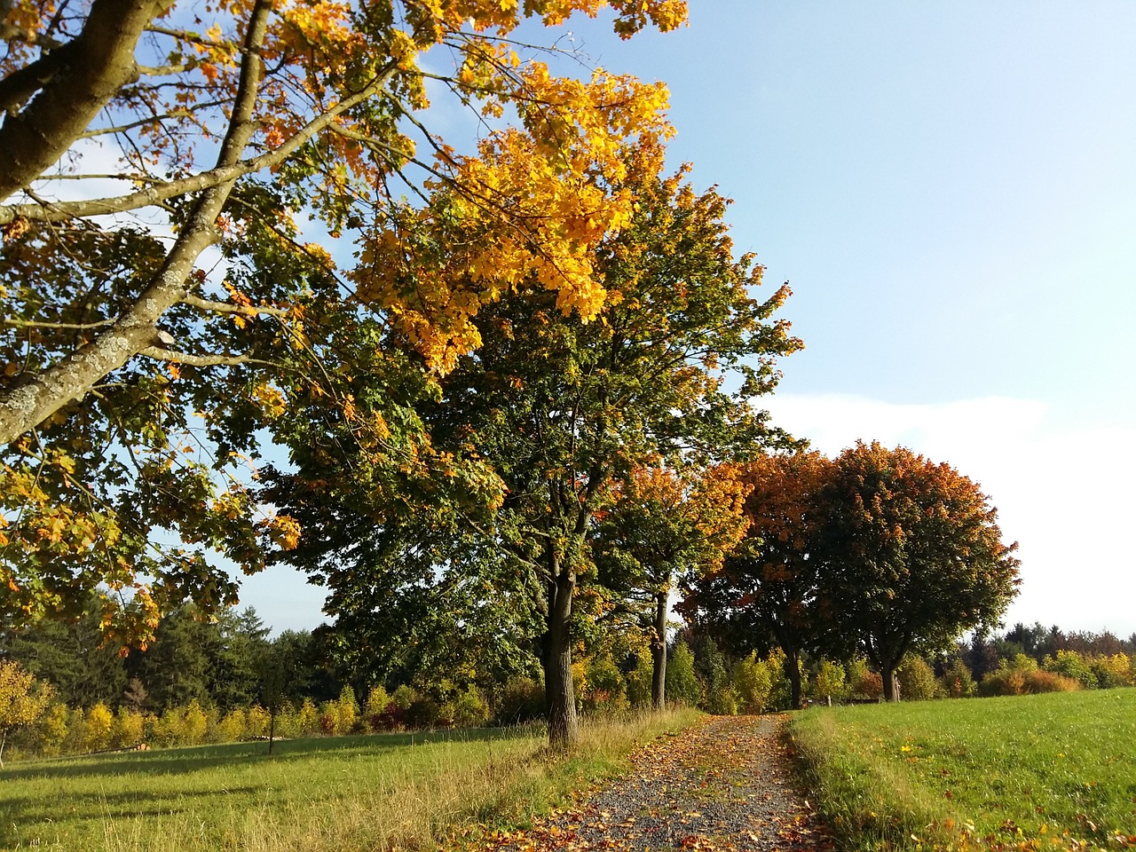 october autumn golden free photo