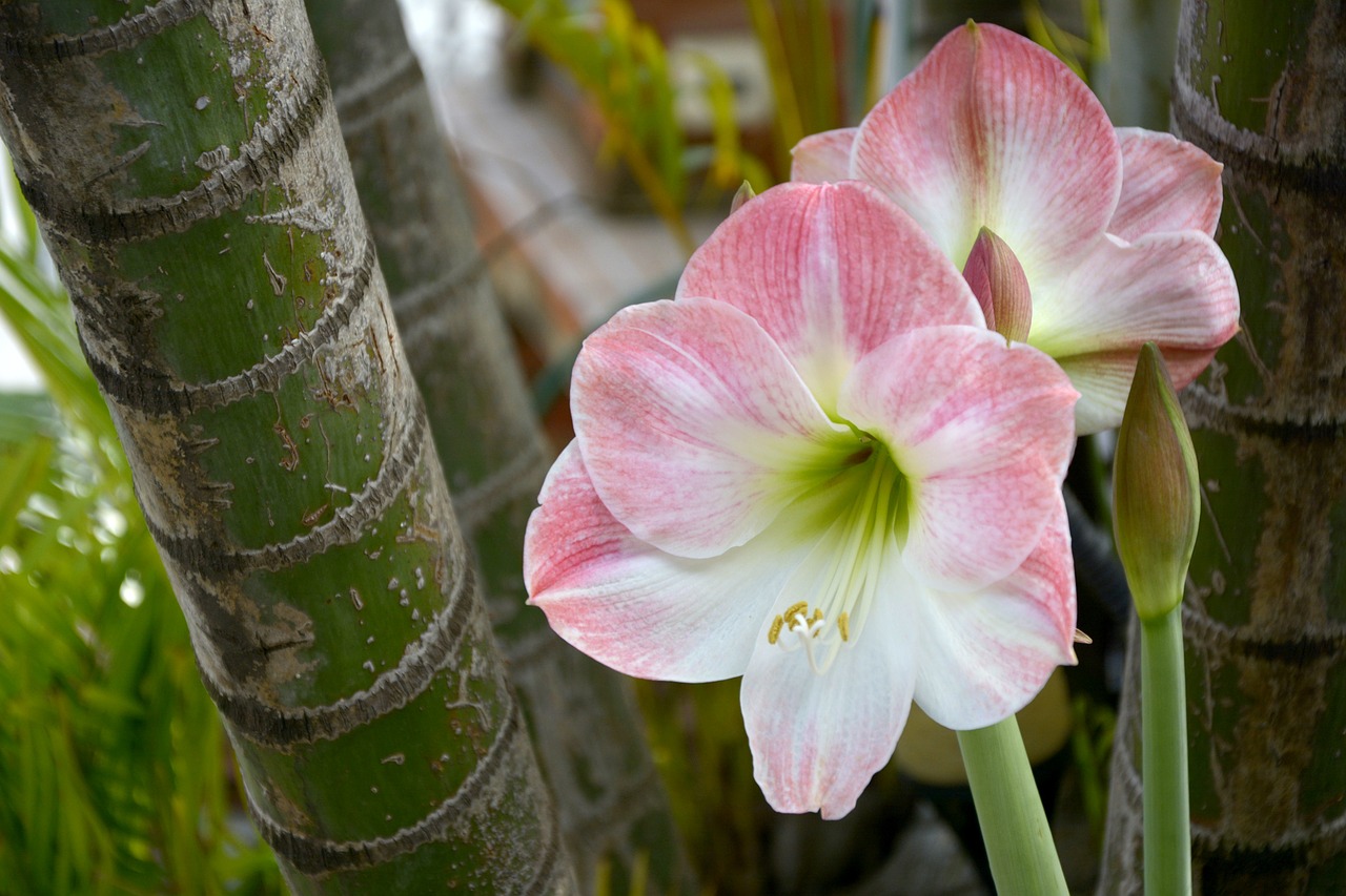 october pink  flower  spring free photo