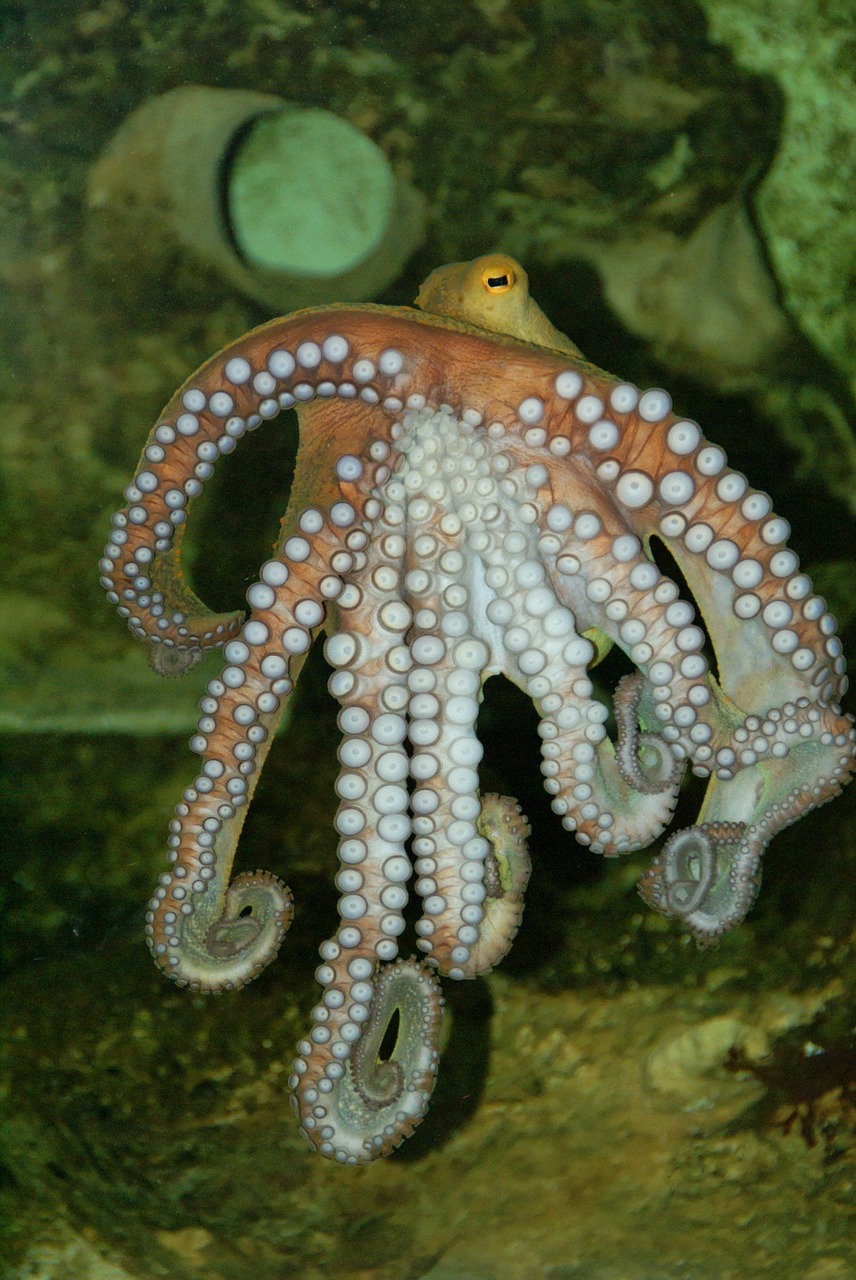 octopus underwater meeresbewohner free photo