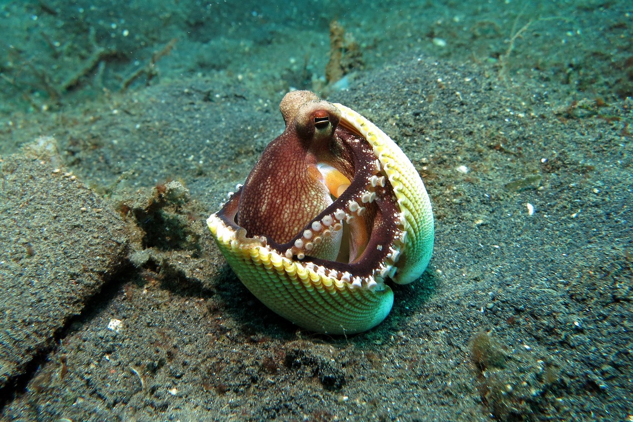 octopus behavior underwater free photo