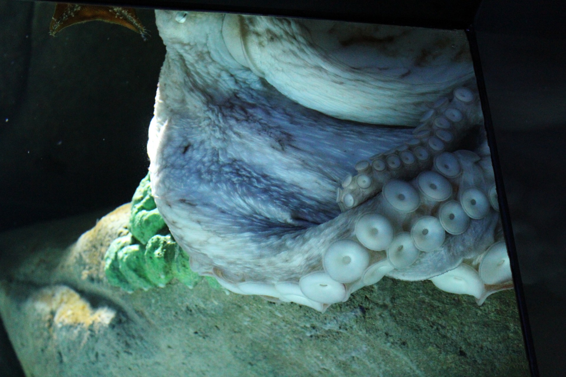 giant octopus octopus aquarium free photo