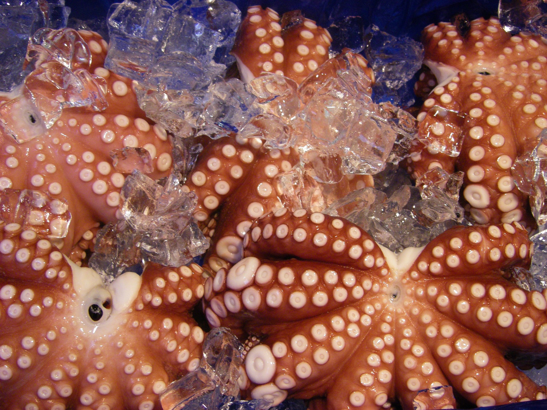 octopus japan market free photo