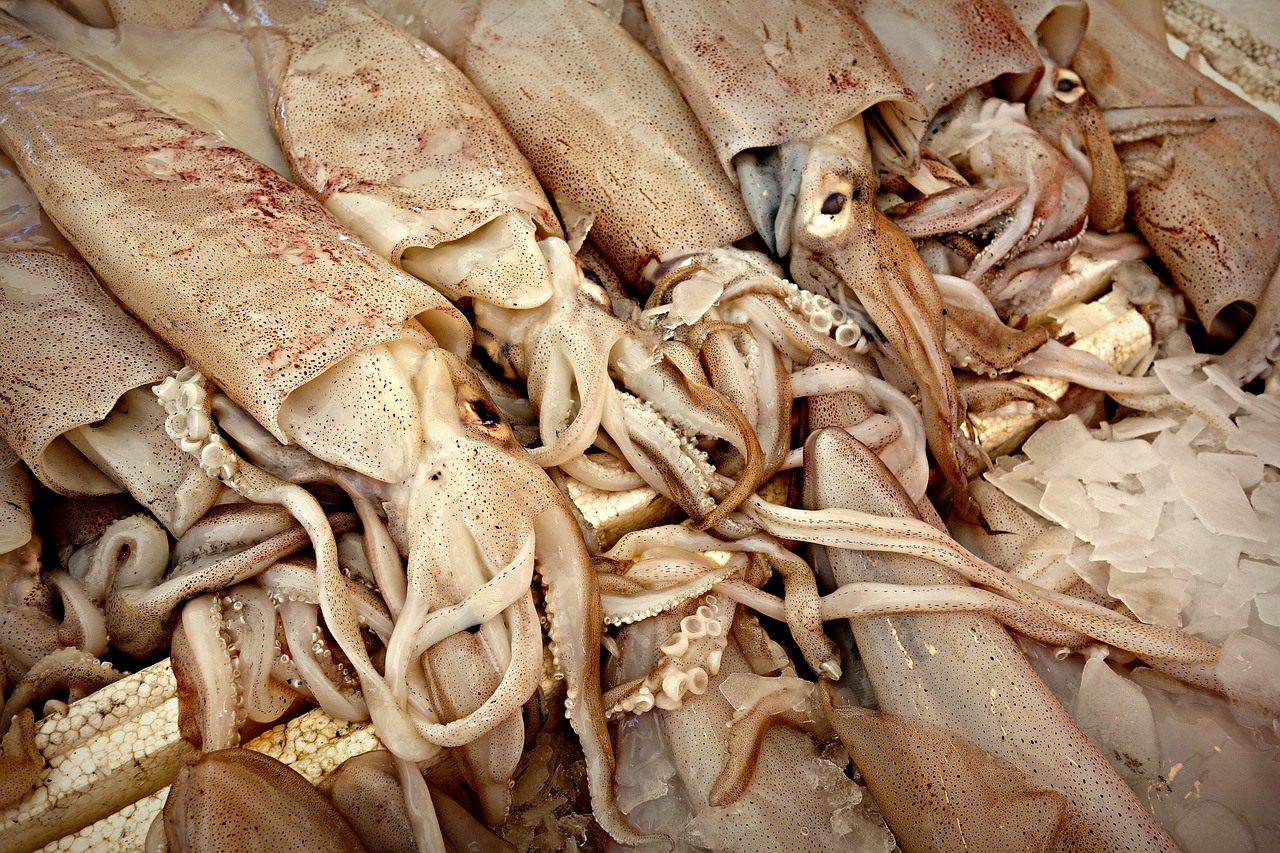 squid animal cephalopod mollusc free photo