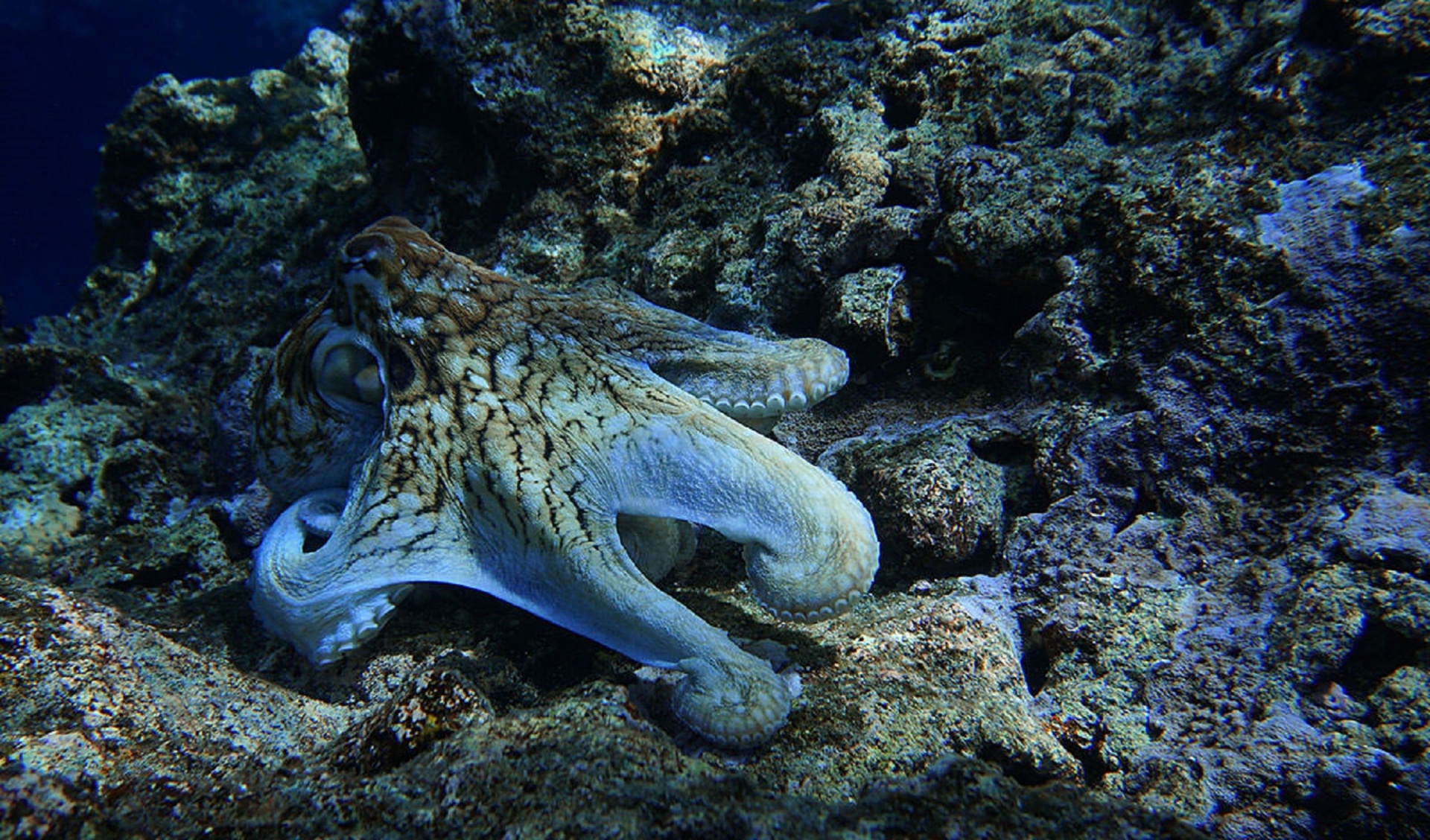 Морское головоногое. Карибский рифовый осьминог. Головоногие моллюски осьминог. Головоногие моллюски осьминог Синекольчатый. Гигантский Тихоокеанский осьминог.