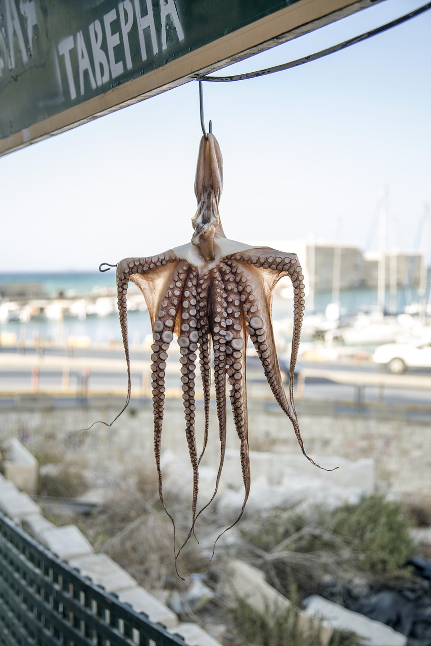 octopus animal sea free photo