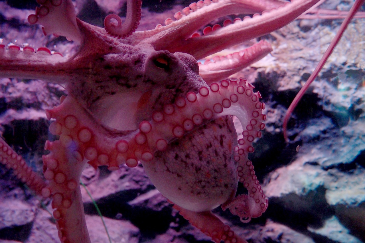 octopus tentacles suckers free photo