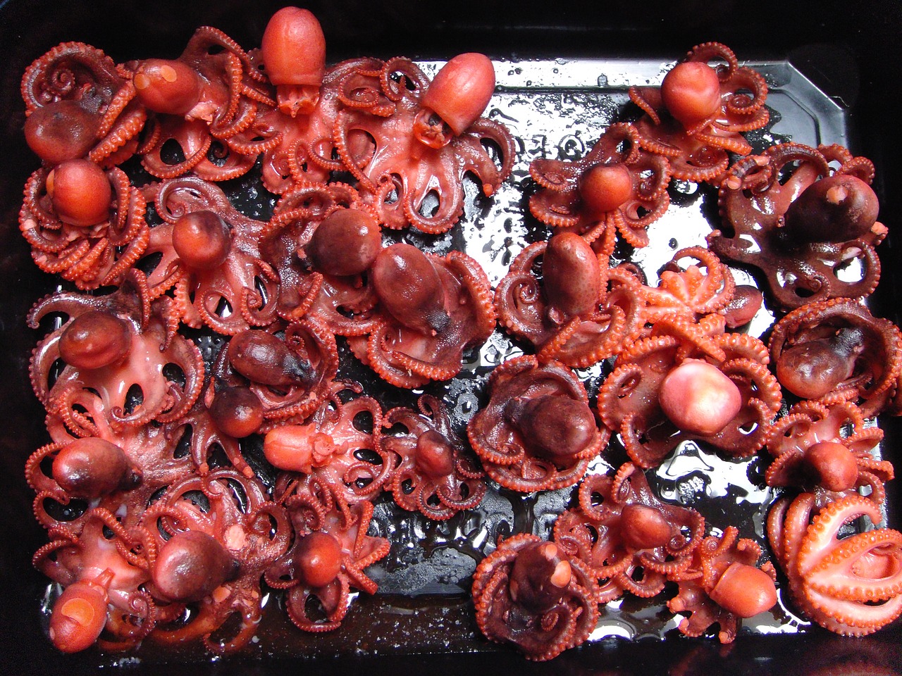 octopus food kitchen free photo