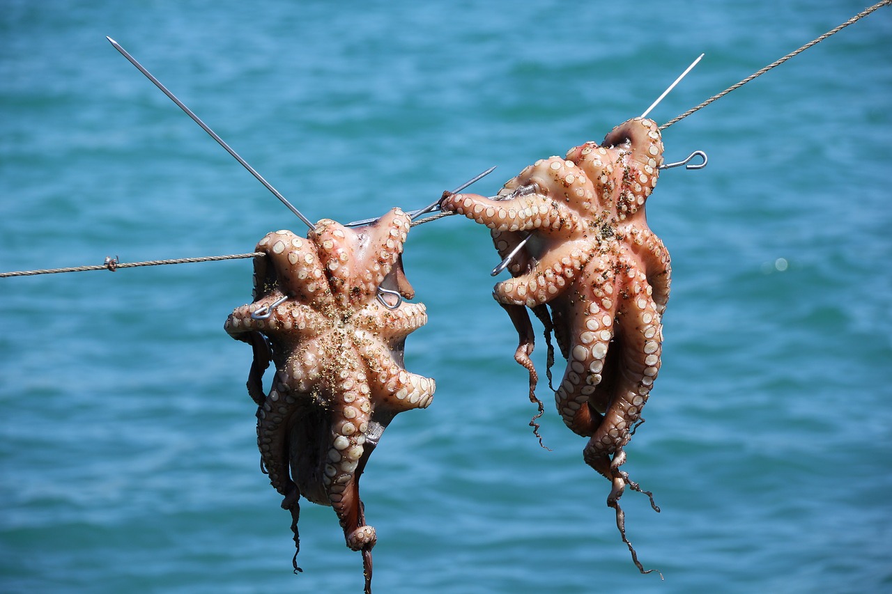 octopus squid seafood free photo