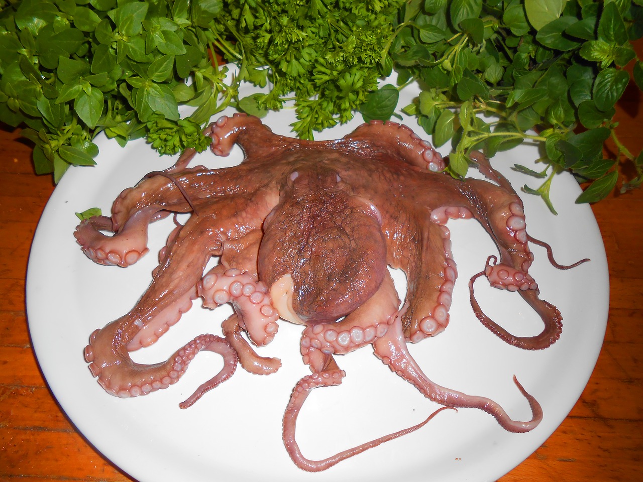 octopus fish calamari free photo
