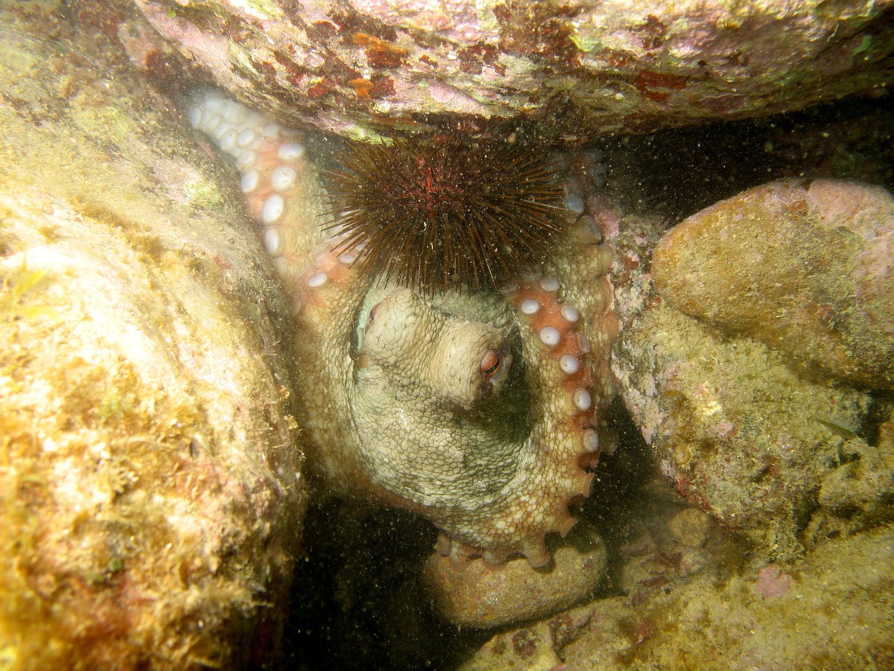 octopus sea ​​bed underwater free photo