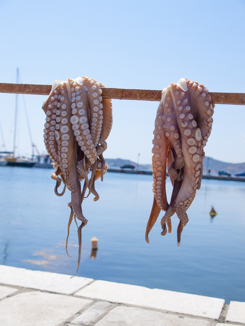 octopus sea naxos free photo