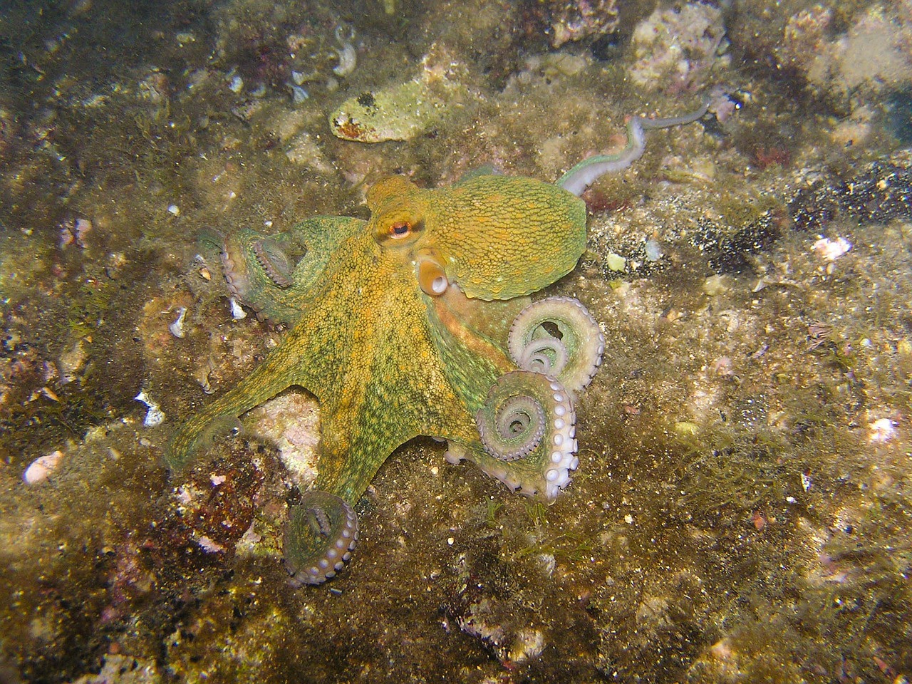 octopus squid diving free photo