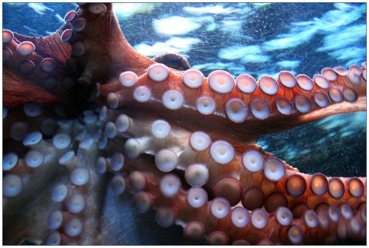 octopus suction cup suction cups free photo