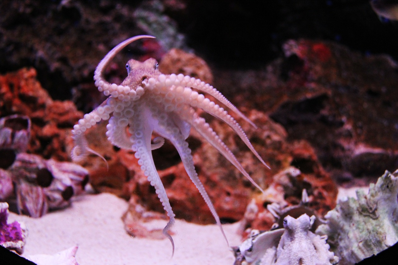 octopus kraken ocean free photo