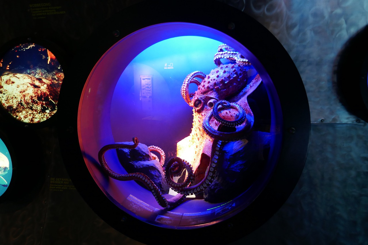 octopus sea underwater life free photo