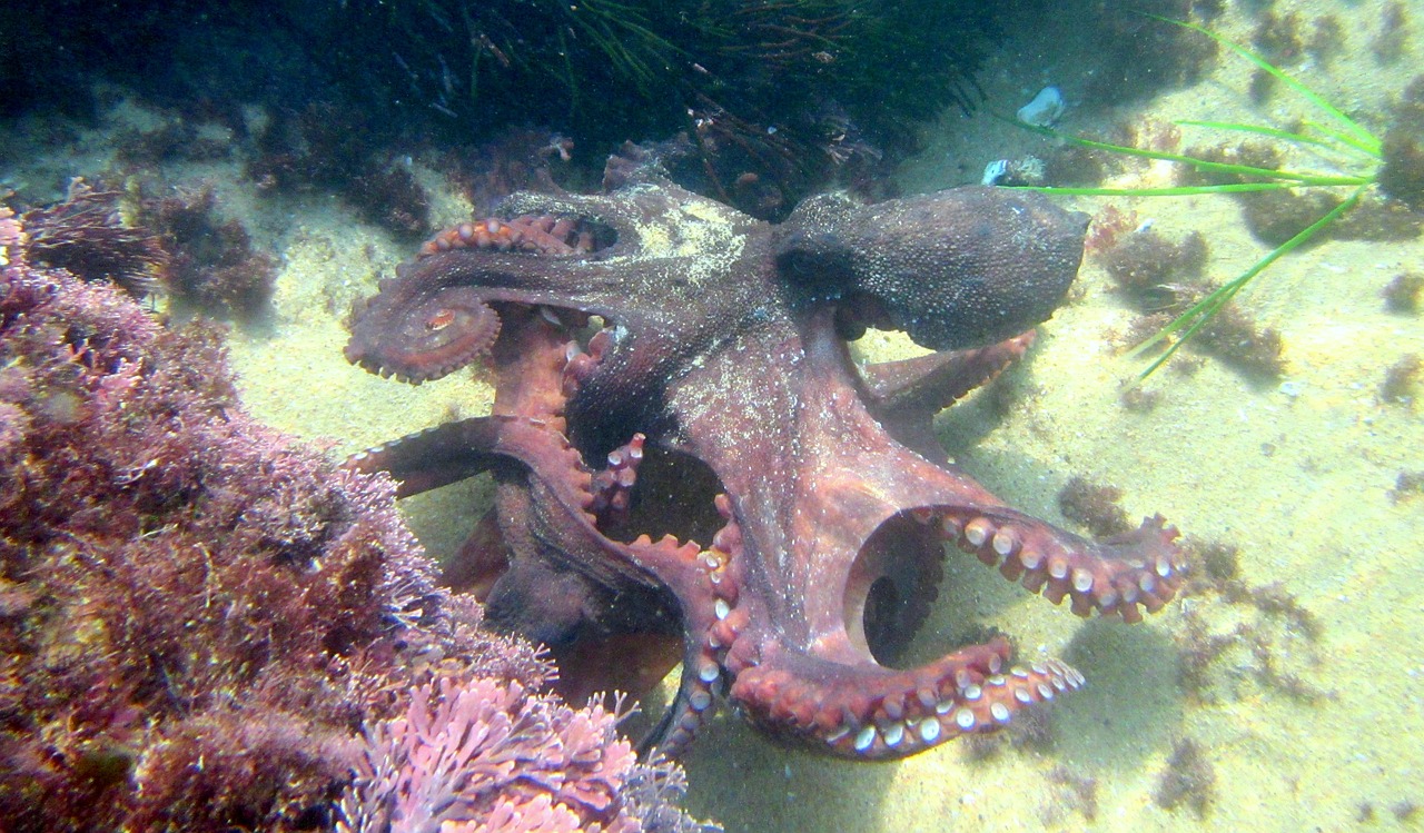 octopus kraken sea life free photo