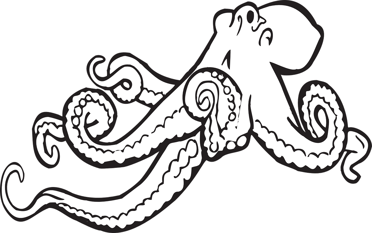 octopus sea animal free photo