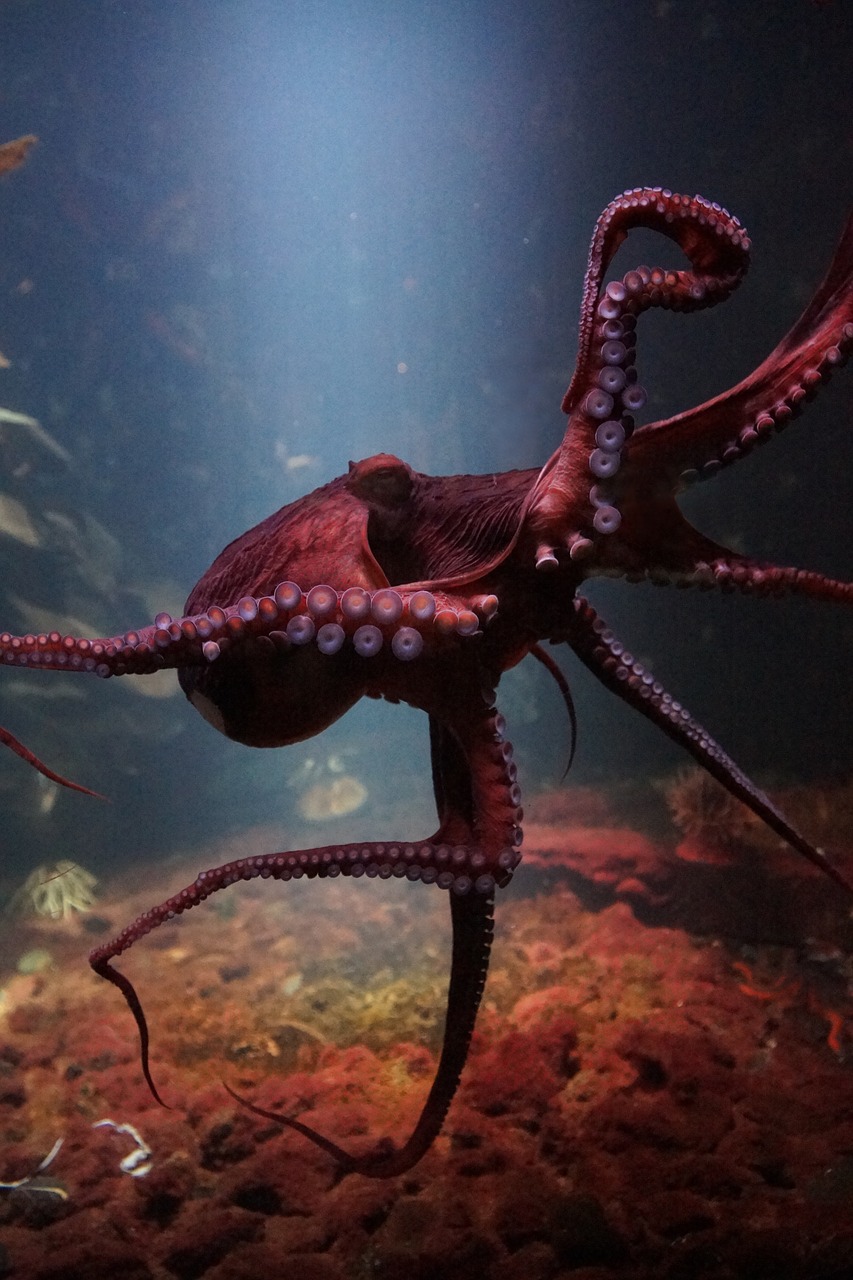 octopus sea life underwater ocean free photo