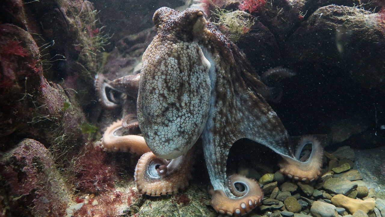 octopus kraken octopus vulgaris free photo