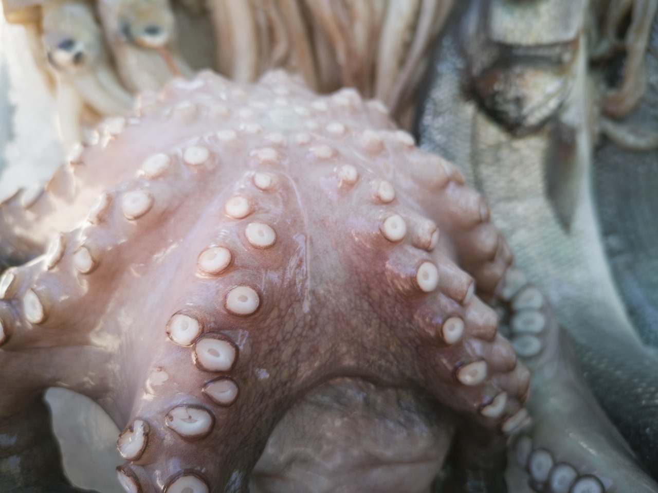 octopus  fish  squid free photo