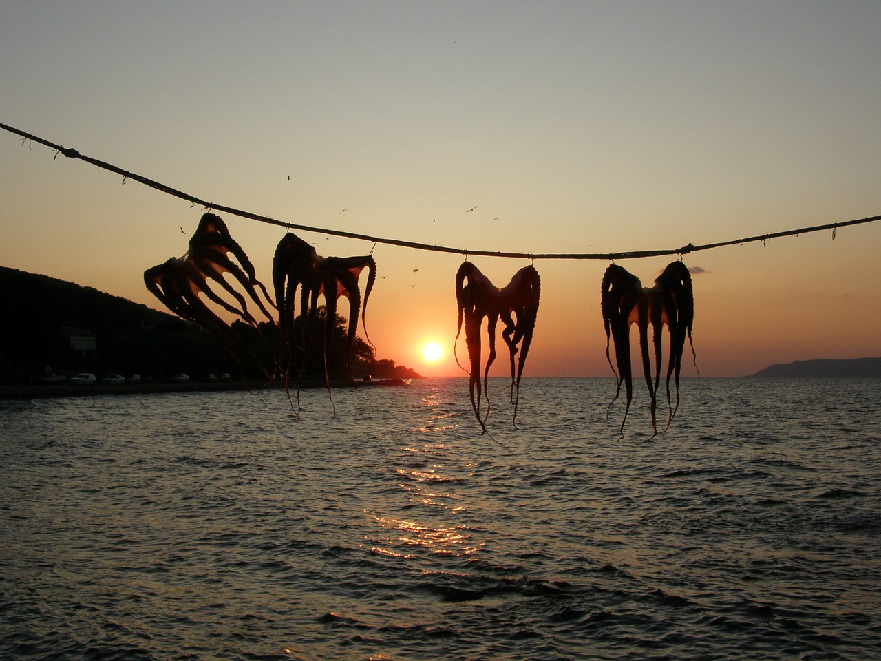 octopus sea sunset free photo