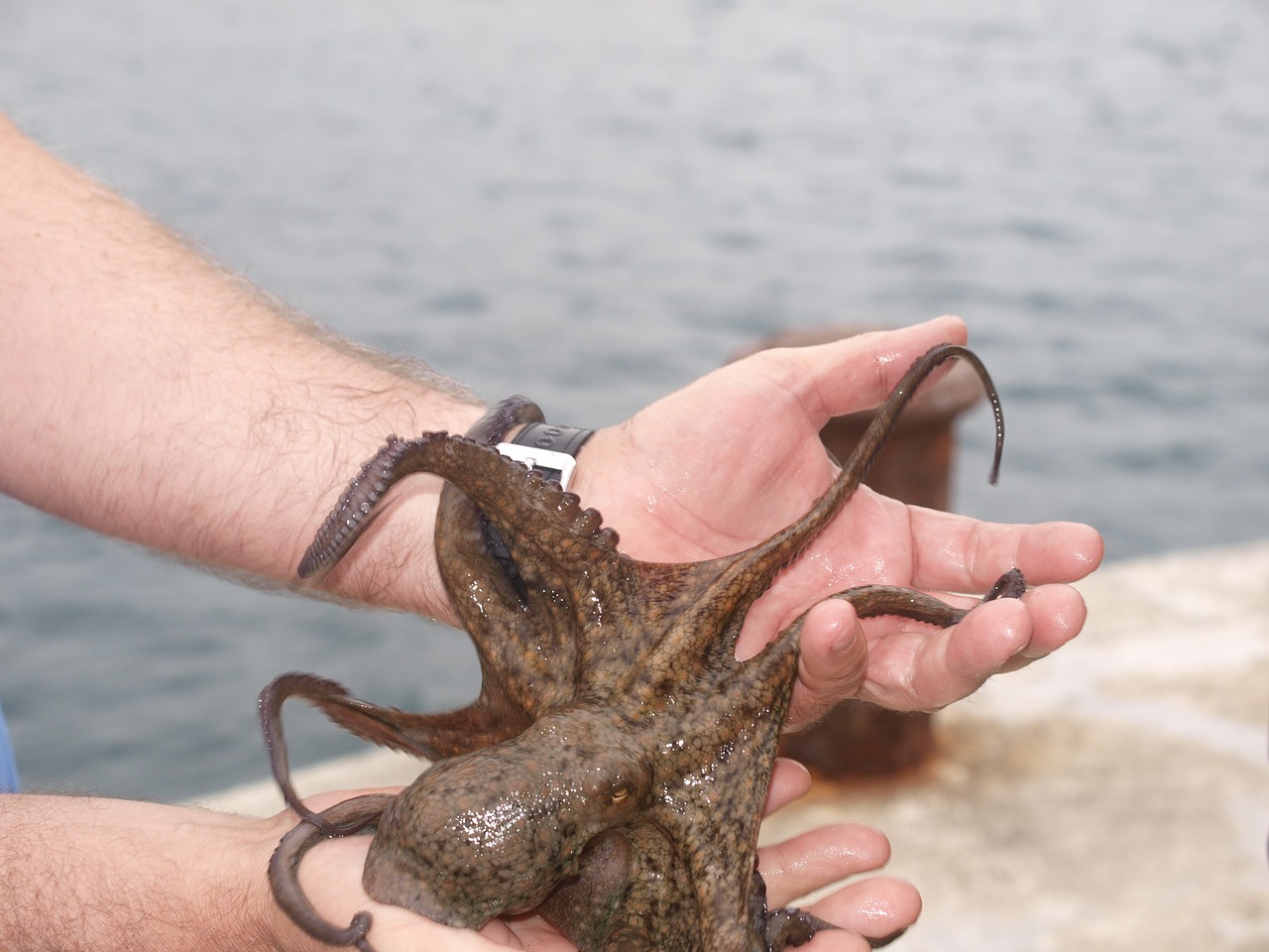 octopus fishing hands free photo