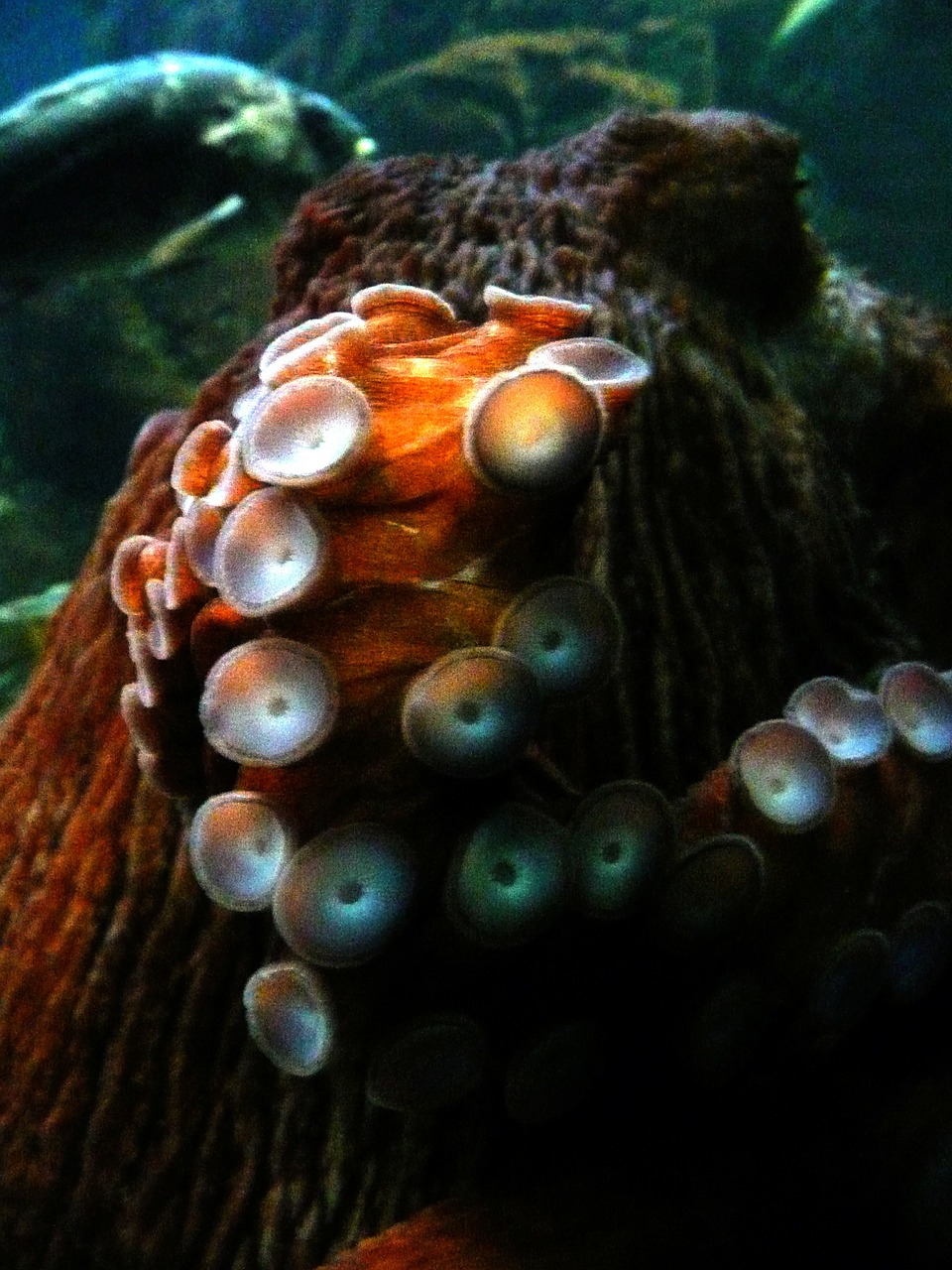 octopus marine organism free photo