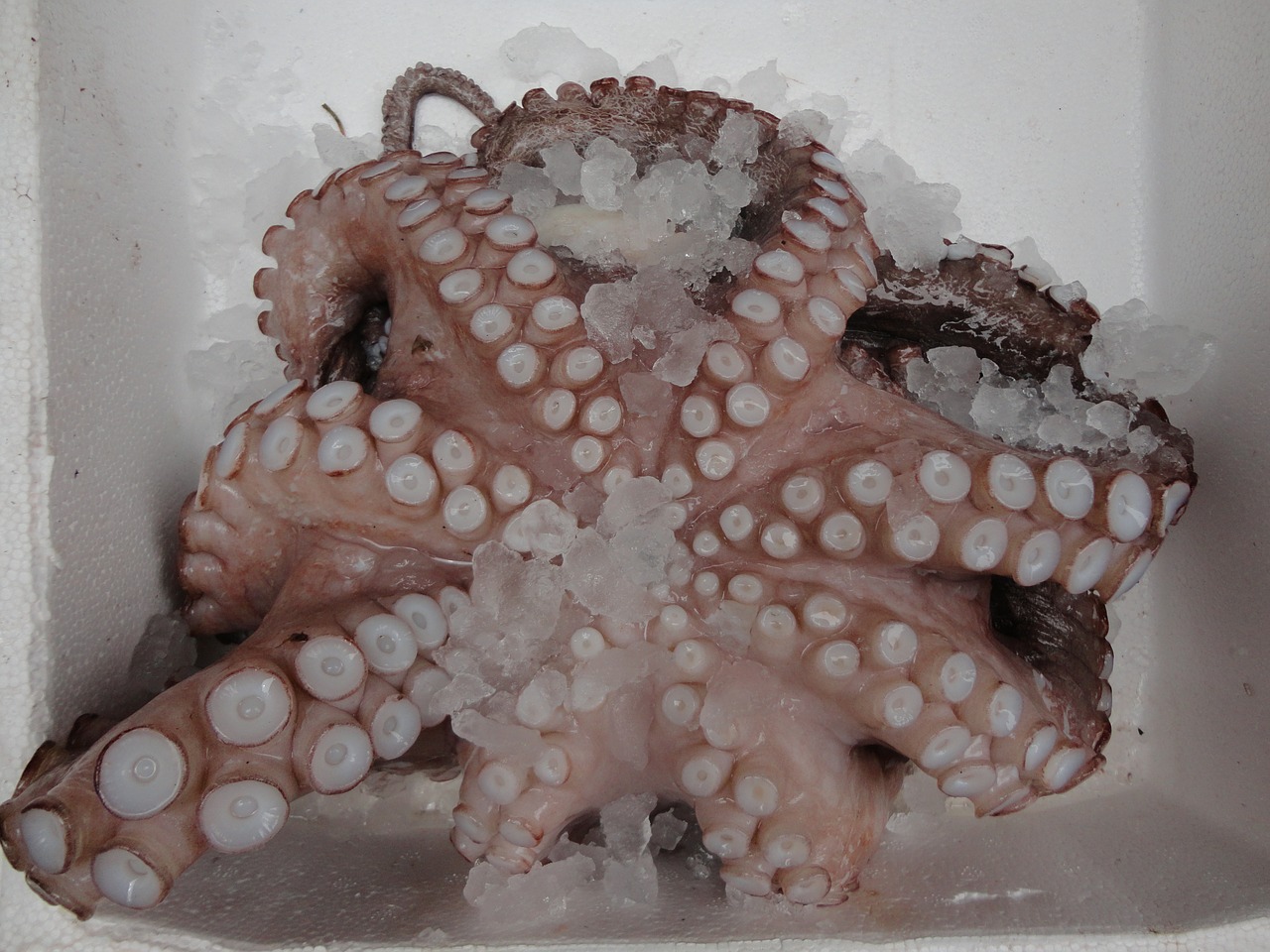octopus fish squid free photo