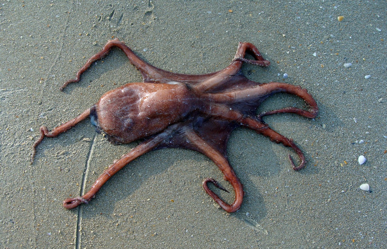 octopus beach sand free photo