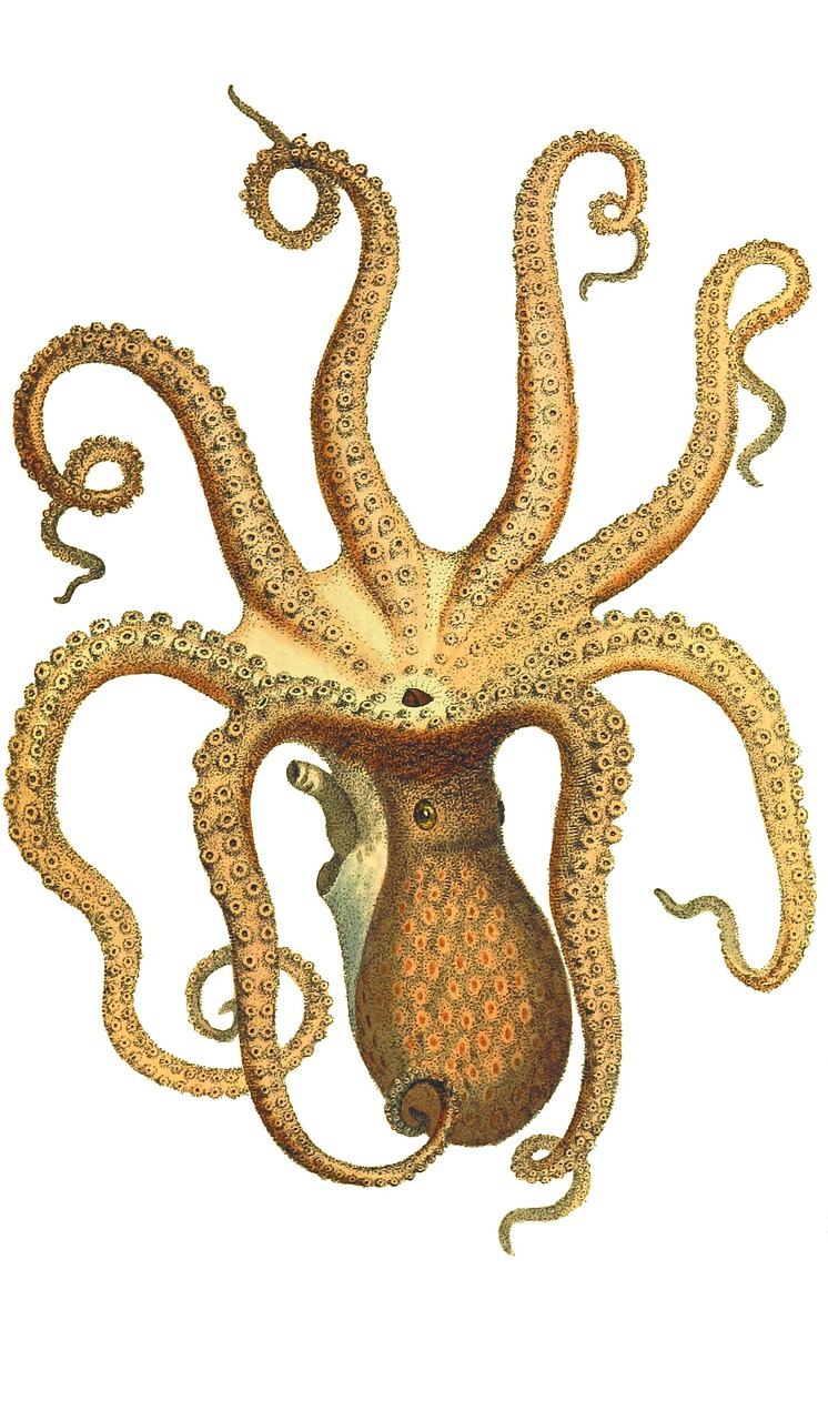 octopus vintage squid free photo