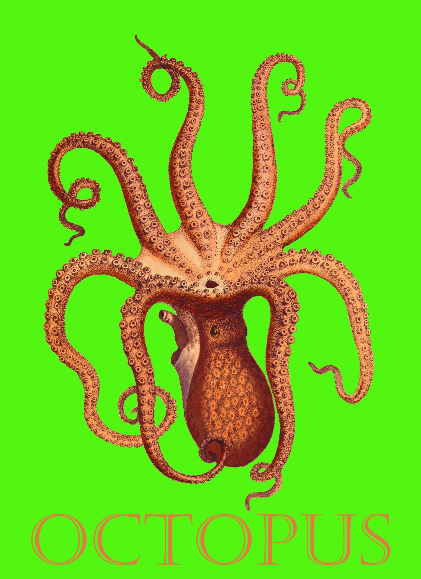 octopus vintage art free photo