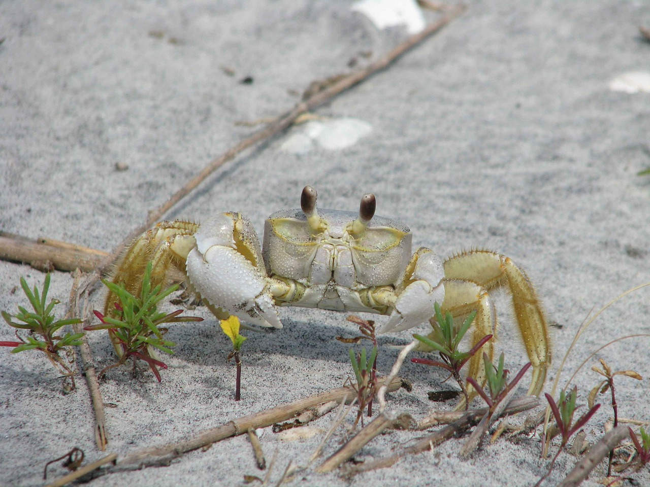 ocypode crab ghost free photo