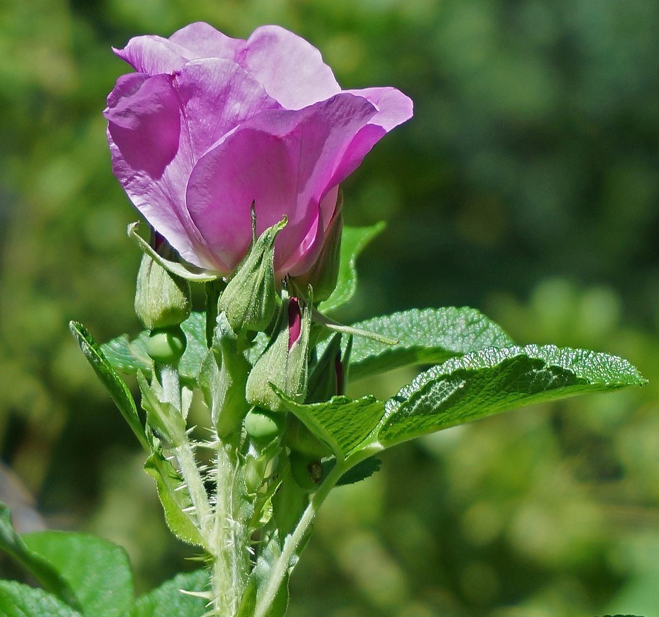 rose rugosa rose with buds bud free photo