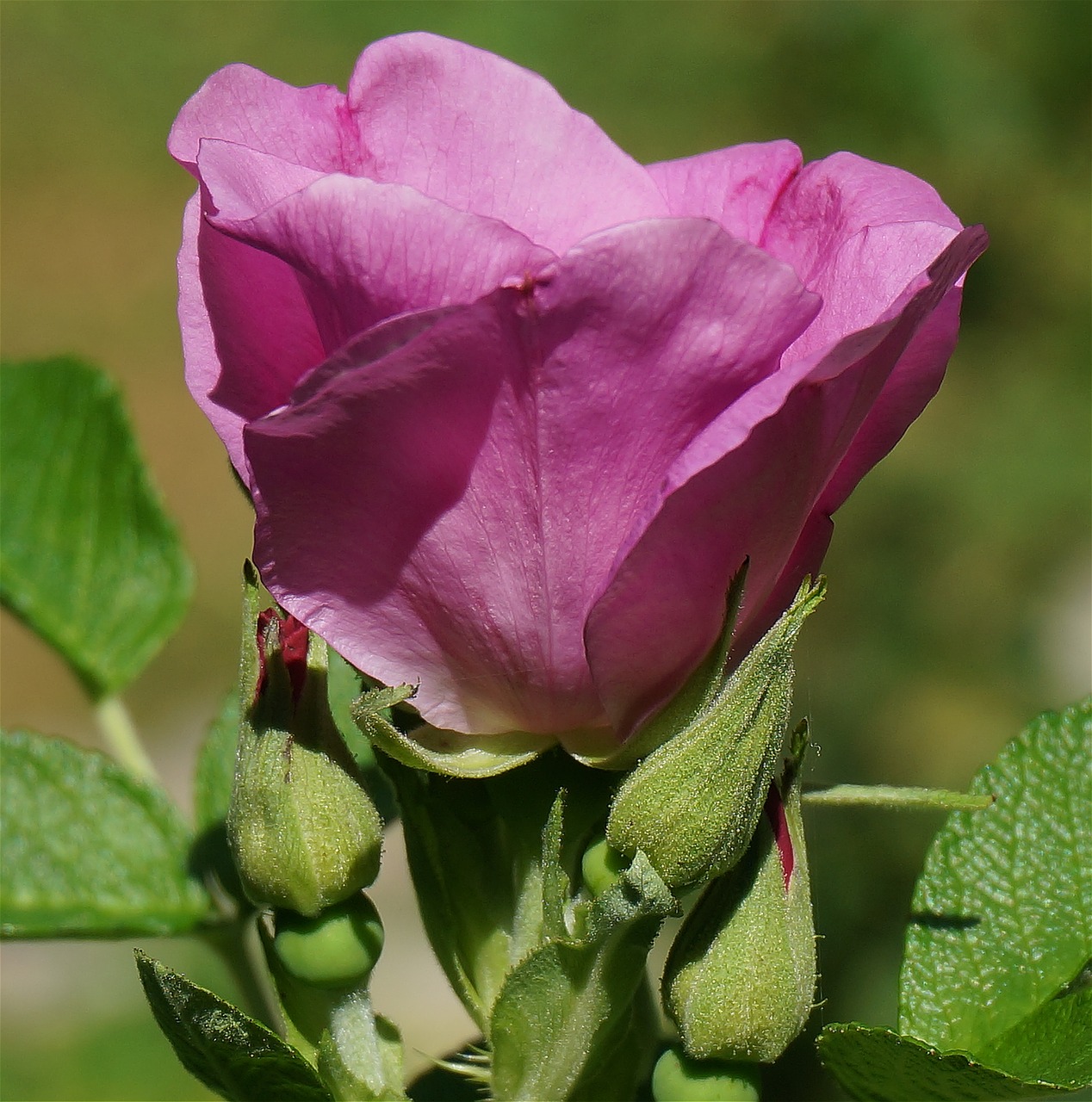 rose rugosa rose with buds bud free photo