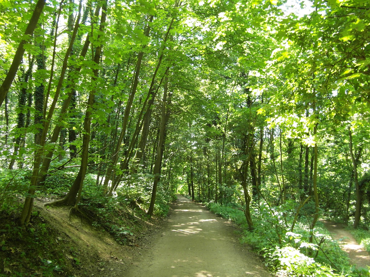 odenwald forest path trail free photo