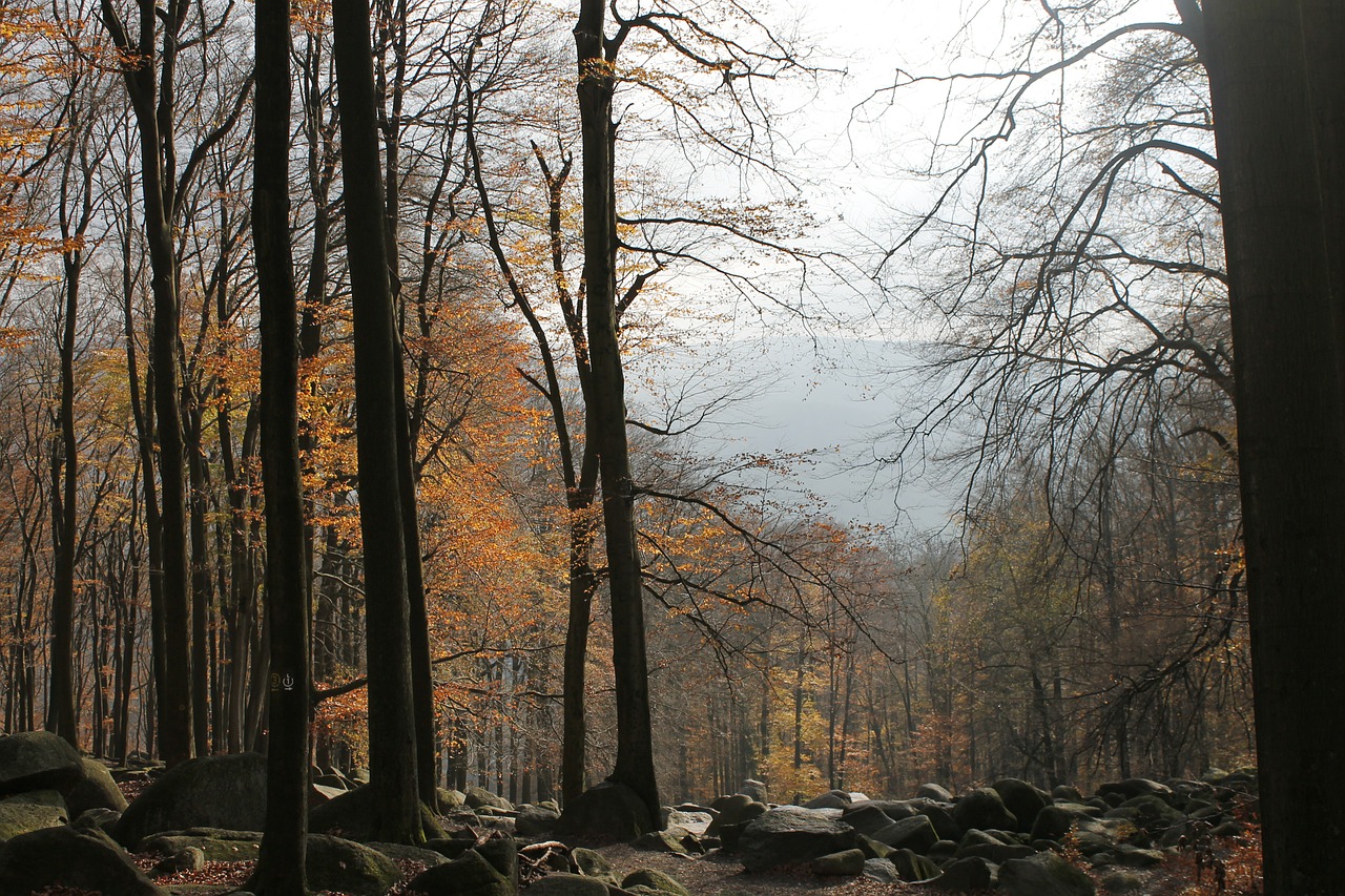 odenwald tree autumn free photo