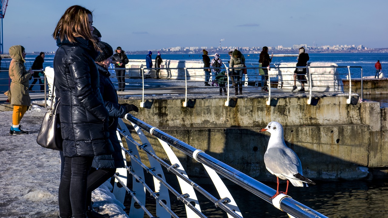 odessa langeron seagull free photo