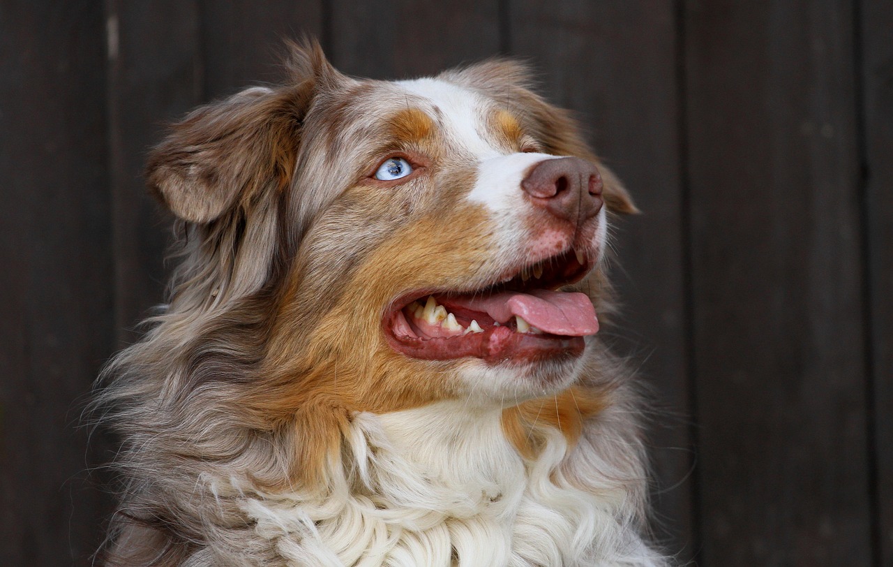 odin male australian shepherd free photo