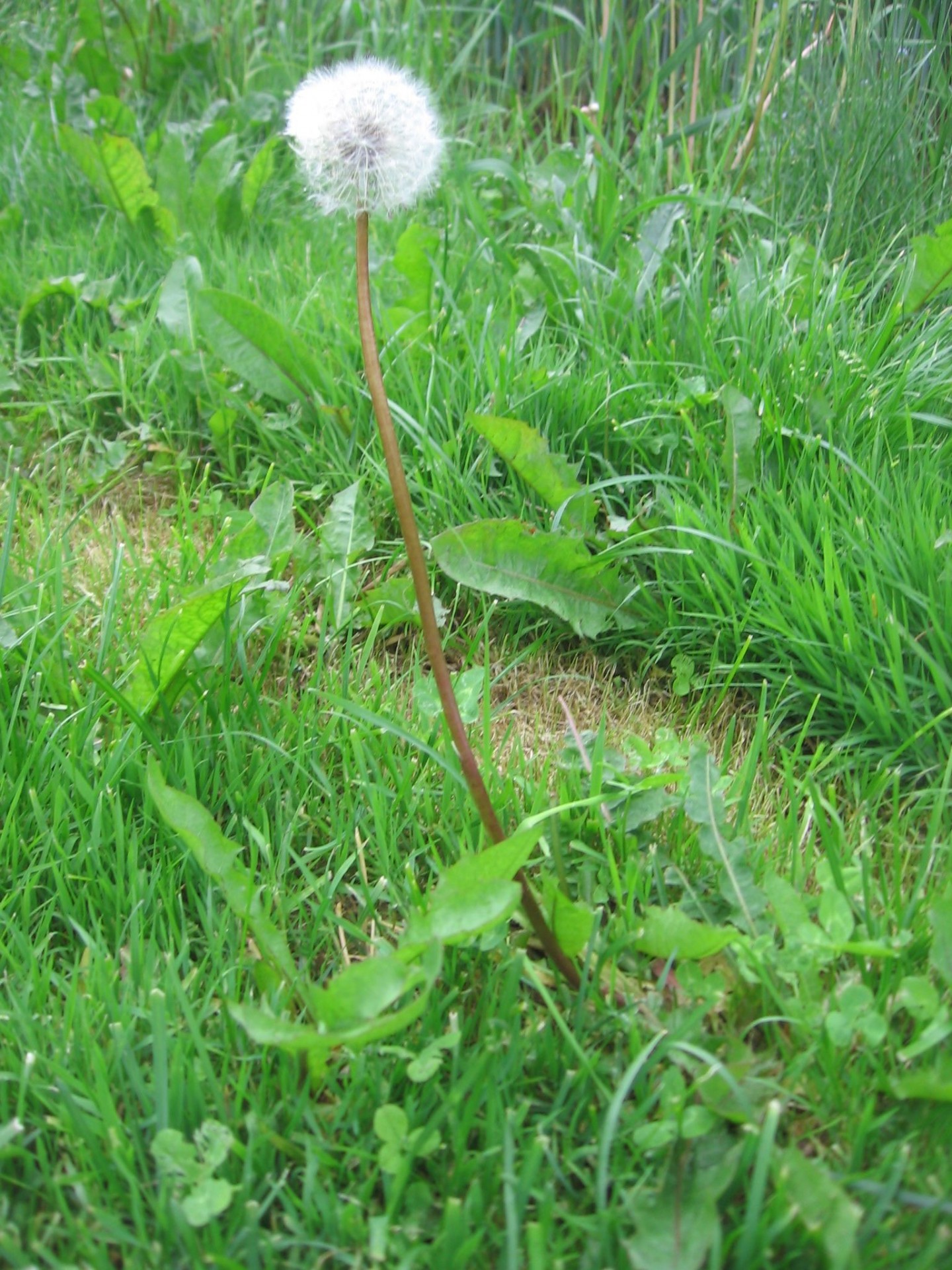 flower spring faded dandelion free photo