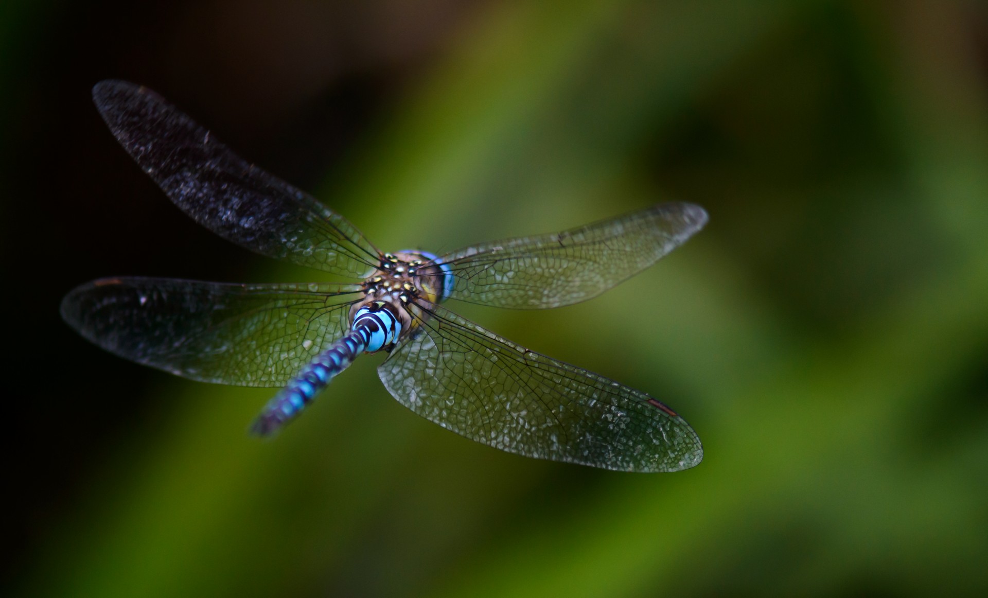 dragonfly fly bokeh free photo