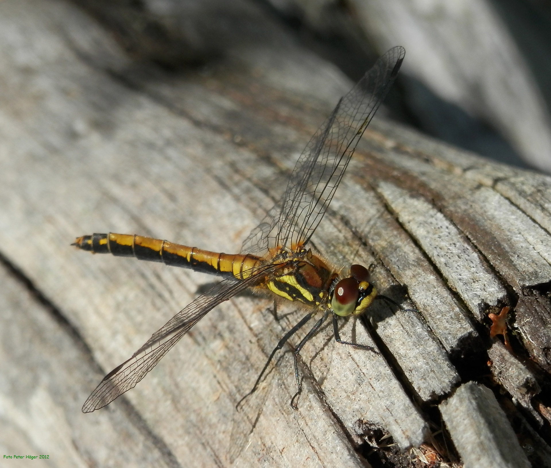 dragonfly insect odonata free photo