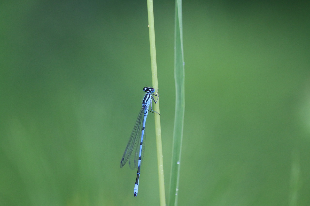 odonate  dragonfly  insects free photo