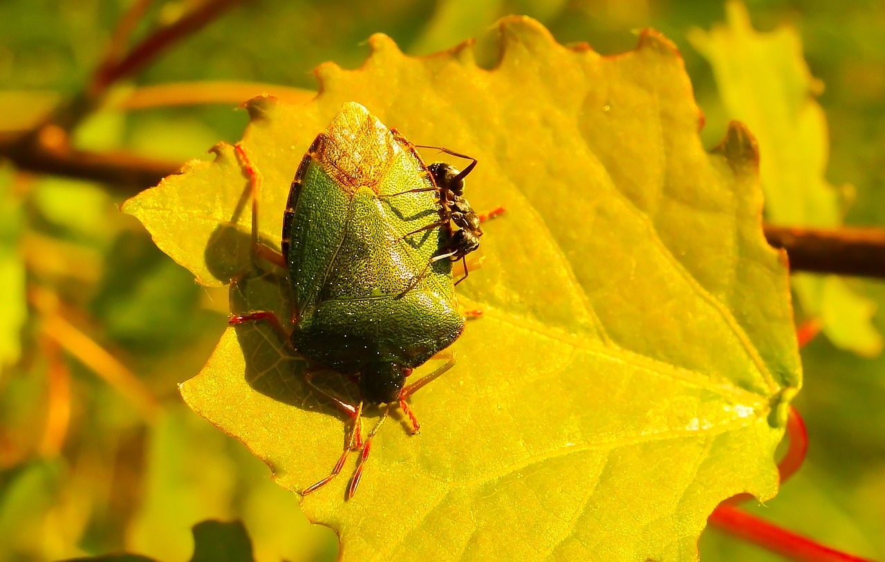 odorek zieleniak  ant  insects free photo