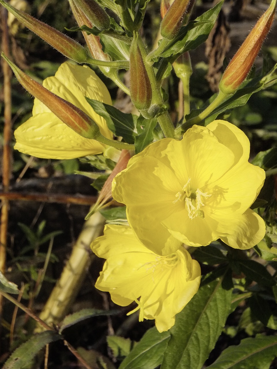 oenothera pink evening primrose yellow flower free photo