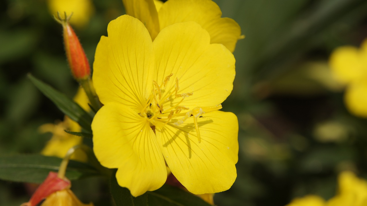 oenothera  evening primrose  wildflowers free photo