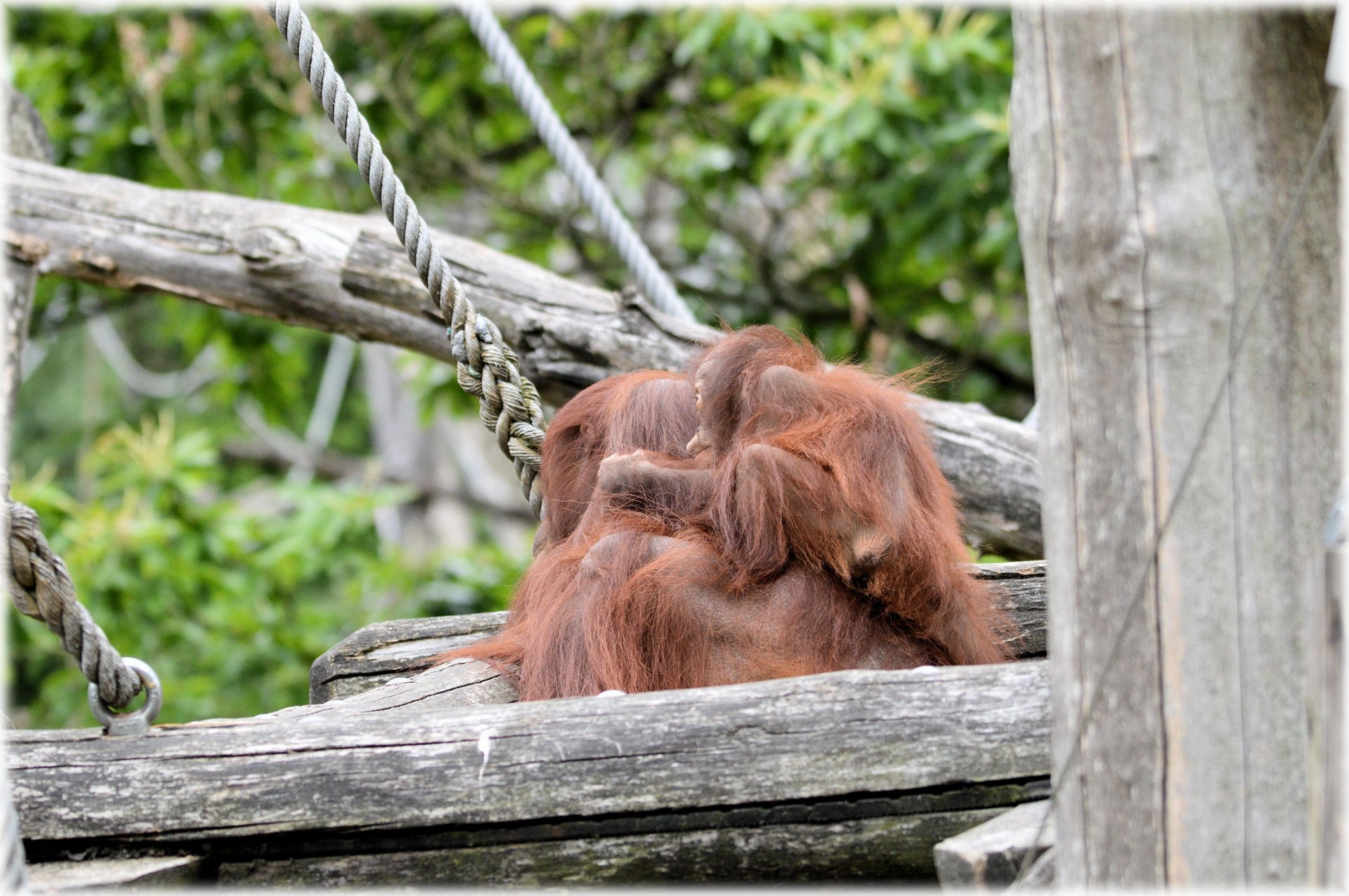 orangutan monkey baby free photo